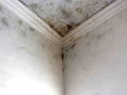 Best Air Quality Testing for Mold Spores  in Columbus, MN