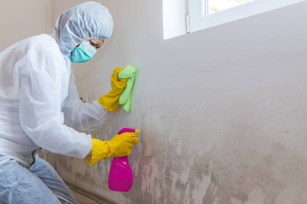 Why You Should Choose Our Mold Remediation Services in Columbus, MN